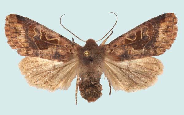 forme femelle Orthosia gothica, Plogonnec (Finist�re), 4 mai 1992.